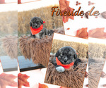 Puppy Fireside Pyredoodle