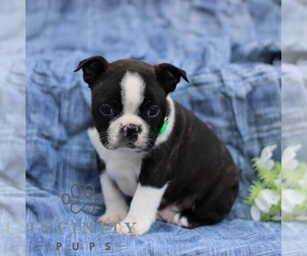 Medium Photo #2 Boston Terrier Puppy For Sale in PORT ROYAL, PA, USA