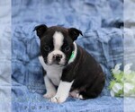 Small #1 Boston Terrier