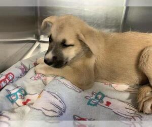 Labrador Retriever-Unknown Mix Dogs for adoption in Grand Prairie, TX, USA