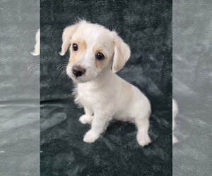 Pearl - Female Chihuahua-Unknown Mix Dog for Adoption - Photo #3