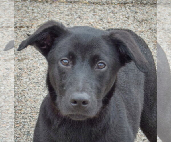 Medium Photo #1 German Shepherd Dog-Unknown Mix Puppy For Sale in Huntley, IL, USA