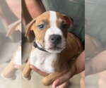 Eli - Male Mutt Dog for Adoption - Small photo