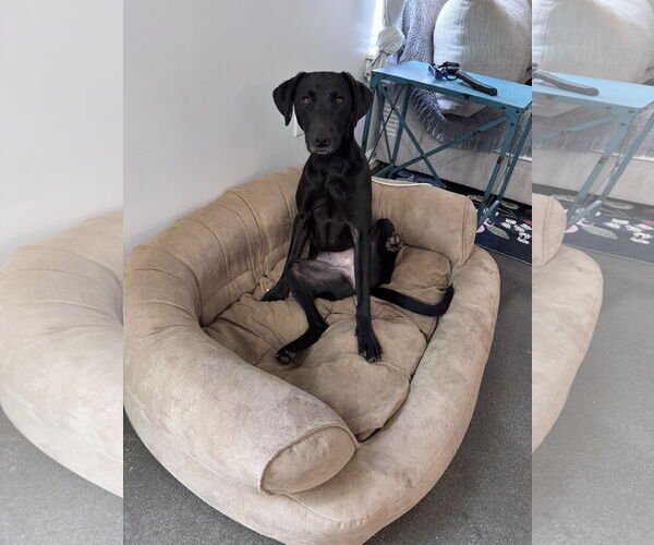 Medium Photo #8 Labrador Retriever-Unknown Mix Puppy For Sale in Greenville, SC, USA