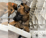 Small Photo #48 Belgian Malinois Puppy For Sale in REESEVILLE, WI, USA