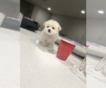 Small Photo #6 Cardigan Welsh Corgi-Pomeranian Mix Puppy For Sale in ALBUQUERQUE, NM, USA