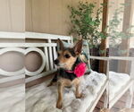 Small #3 Mutt