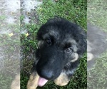 Small Photo #7 German Shepherd Dog Puppy For Sale in RUFFIN, SC, USA