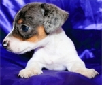 Small #3 Dachshund