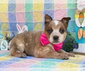 Australian Cattle Dog Puppy for sale in LANCASTER, PA, USA