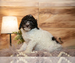 Small #1 Poodle (Miniature)