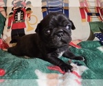 Puppy Max Pug