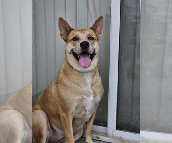 Medium Photo #1 Akita-Unknown Mix Puppy For Sale in Rockwall, TX, USA