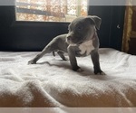 Small Photo #2 American Bully Puppy For Sale in SOMERSET, KY, USA