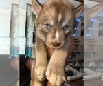 Puppy Red Siberian Husky
