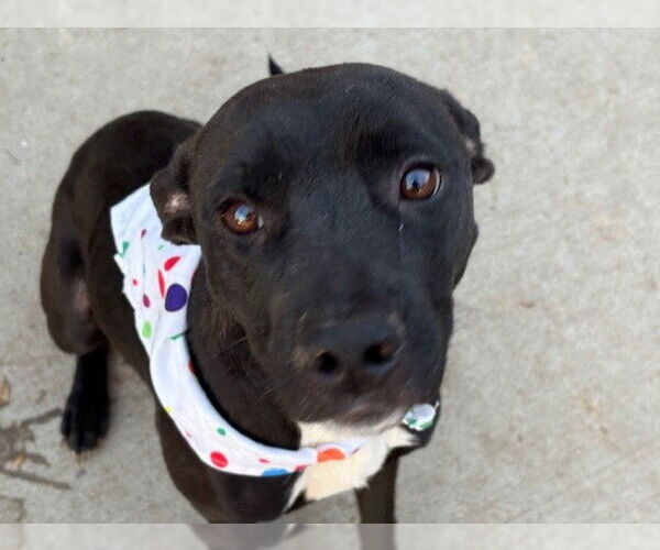 Medium Photo #1 Mutt Puppy For Sale in Tulsa, OK, USA