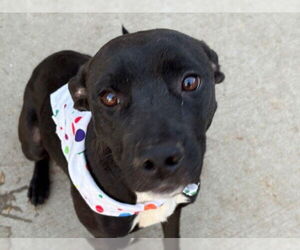 Mutt Dogs for adoption in Tulsa, OK, USA