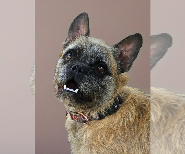 Medium Photo #3 French Bulldog-Unknown Mix Puppy For Sale in Phelan, CA, USA