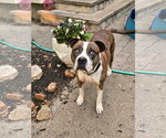 Small #2 American Pit Bull Terrier Mix