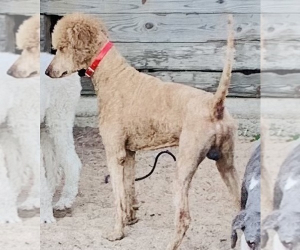 Medium Photo #1 Poodle (Standard) Puppy For Sale in GARWOOD, TX, USA