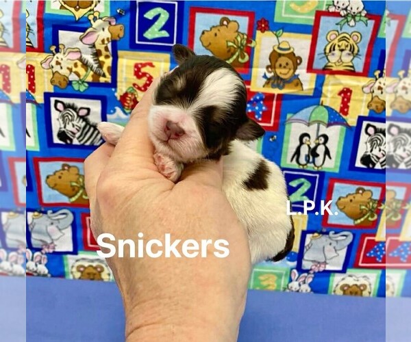 Medium Photo #2 Schnoodle (Miniature) Puppy For Sale in WINNSBORO, LA, USA