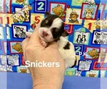 Small #1 Schnoodle (Miniature)