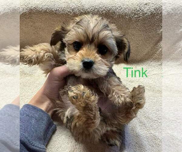 Medium Photo #4 YorkiePoo Puppy For Sale in MIDDLETOWN, IN, USA
