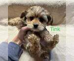 Small Photo #4 YorkiePoo Puppy For Sale in MIDDLETOWN, IN, USA