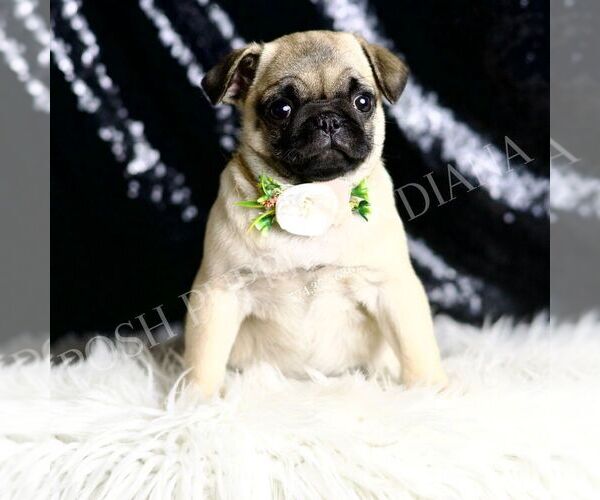 Medium Photo #5 Pug Puppy For Sale in WARSAW, IN, USA