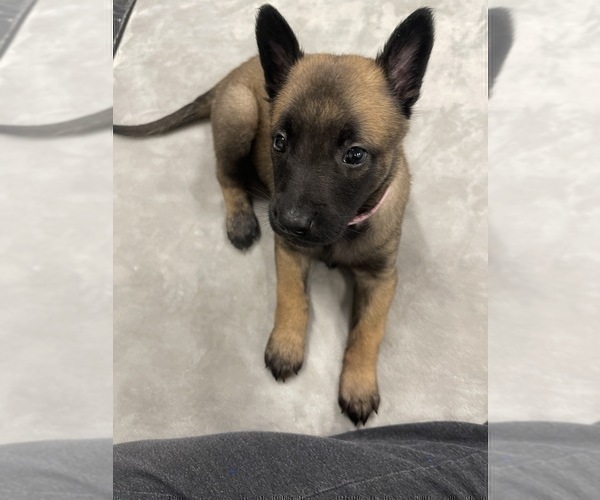Medium Photo #144 Belgian Malinois Puppy For Sale in REESEVILLE, WI, USA