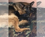 Small Photo #10 German Shepherd Dog Puppy For Sale in MERCED, CA, USA
