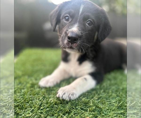 Medium Photo #1 Great Pyrenees-Unknown Mix Puppy For Sale in Croydon, NH, USA