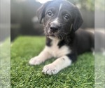 Small Great Pyrenees Mix