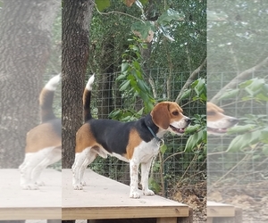 Father of the Beagle puppies born on 05/13/2019