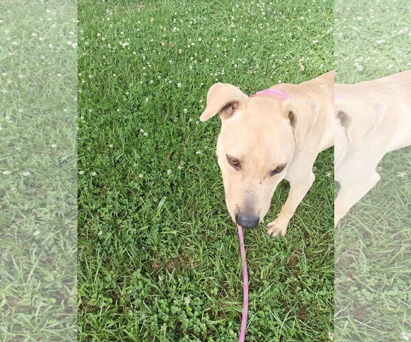 Medium Photo #3 Black Mouth Cur-Labrador Retriever Mix Puppy For Sale in Monticello, MS, USA
