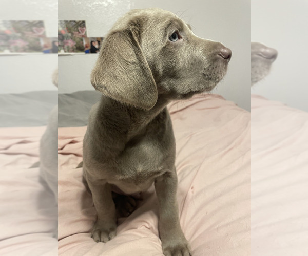 Medium Photo #1 Labrador Retriever Puppy For Sale in CASCADE LOCKS, OR, USA