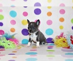 Small #2 Chihuahua
