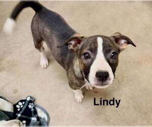 Pug-Staffordshire Bull Terrier Mix Dogs for adoption in Cave Creek, AZ, USA