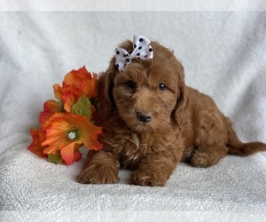 Miniature Labradoodle Puppy for sale in EAST EARL, PA, USA
