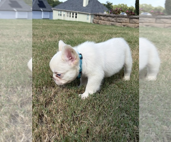 Medium Photo #6 French Bulldog Puppy For Sale in SNELLVILLE, GA, USA