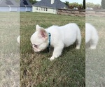 Cotton Ball - Female French Bulldog Puppy for Sale - Photo #6