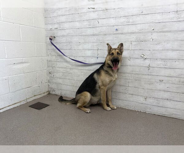 Medium Photo #1 German Shepherd Dog-Unknown Mix Puppy For Sale in San Bernardino, CA, USA