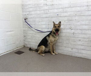 German Shepherd Dog-Unknown Mix Dogs for adoption in San Bernardino, CA, USA