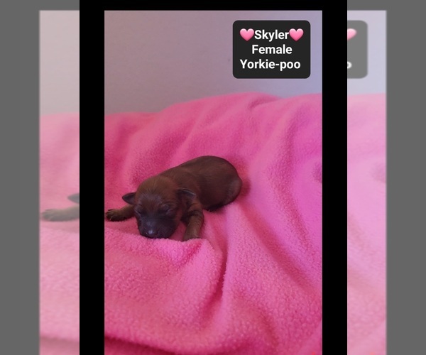 Medium Photo #3 Yorkipoo Puppy For Sale in TUCSON, AZ, USA