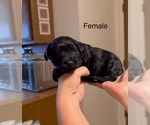 Puppy Puppy 2 Schnauzer (Miniature)