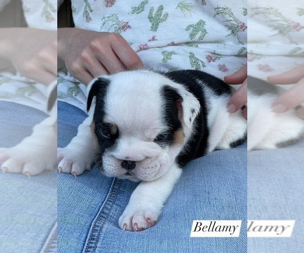 Medium Photo #1 Bulldog Puppy For Sale in BLOOMINGTON, IL, USA