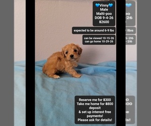 Maltipoo (Toy) Puppy for sale in TUCSON, AZ, USA