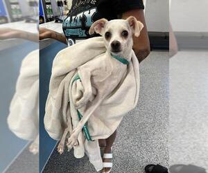 Chihuahua Dogs for adoption in Palmetto, FL, USA