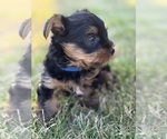 Small #12 Yorkshire Terrier