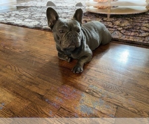 French Bulldog Puppy for sale in ELDERWOOD, CA, USA